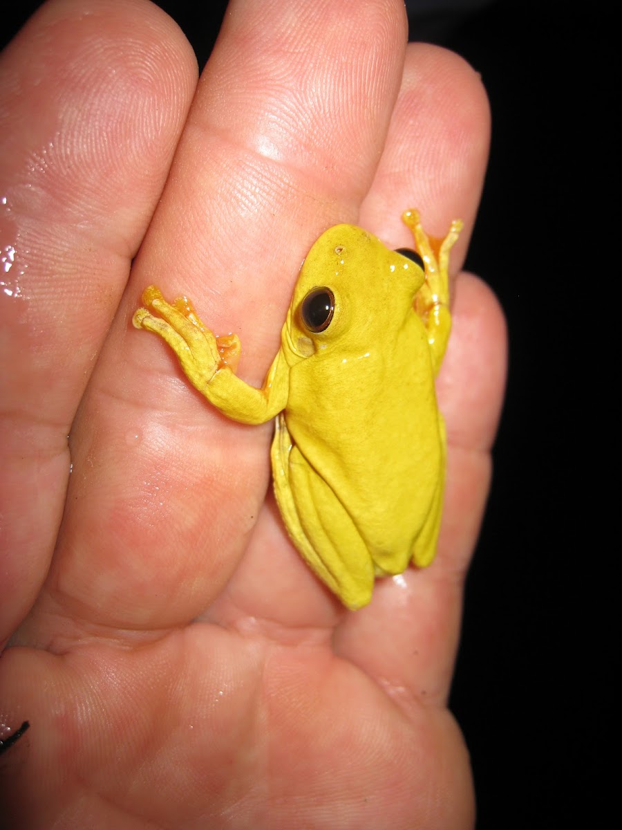 Yellow Treefrog
