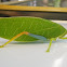 True Leaf Katydid