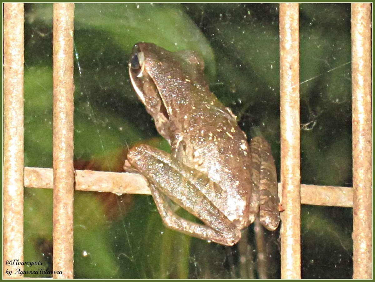 Asian Common Tree Frog