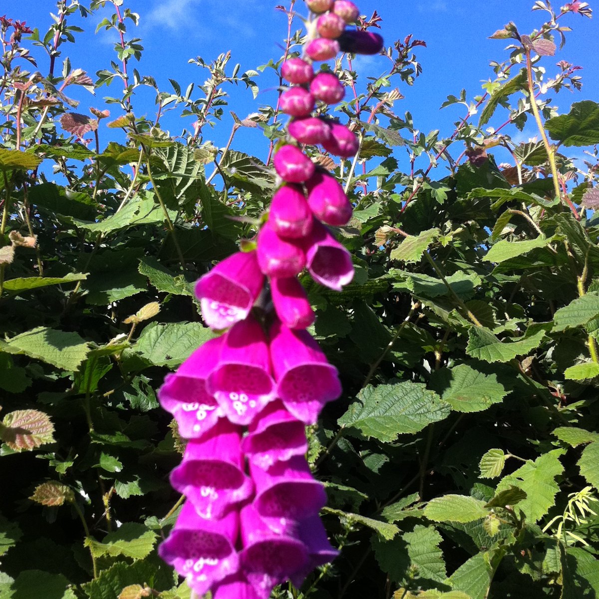 Fox Glove