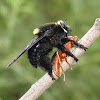 Beelzebub Bee-eater