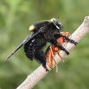 Beelzebub Bee-eater