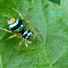 Banded Phintella Jumping Spider(Female)