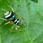 Banded Phintella Jumping Spider(Female)
