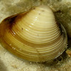 Asiatic clam