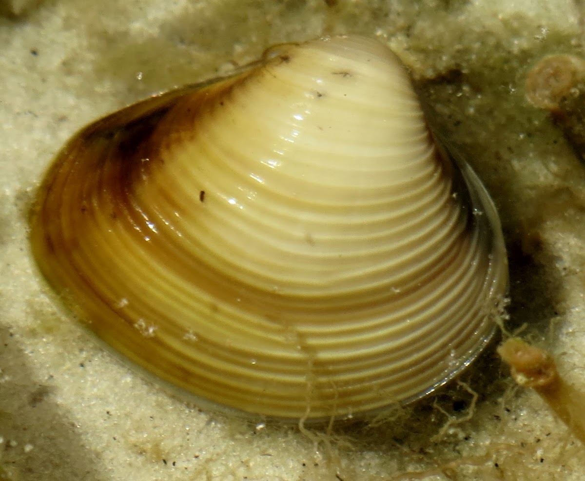 Asiatic clam