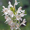 White Fringed-orchid