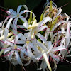Grand Spider Lily