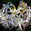 Grand Spider Lily