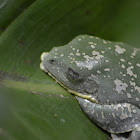 Fringed Leaf Frog