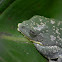 Fringed Leaf Frog
