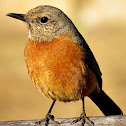 Cape rock-thrush