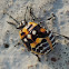 Harlequin Bug (nymph)