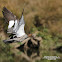 Female Wood Duck