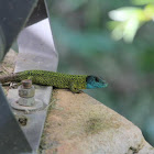Iberian emerald lizard or Schreiber's green lizard or Lagarto de Água