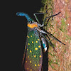 Blue wing lanternfly
