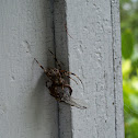 Cross Spider