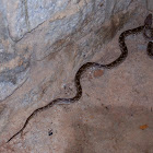 Malagasy snake