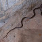 Malagasy snake