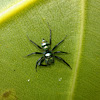 Banded Phintella Jumping Spider (♂)