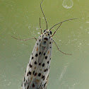 Heliotrope moth