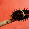 Common Rose  Caterpillar