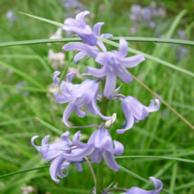 Hyacinthoides non-scripta (Bluebell)