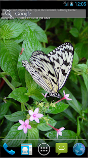 How to download Butterflies LWP patch 1.1.3 apk for pc