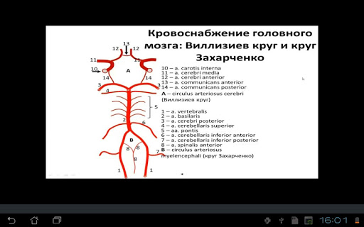 Кровоснабжение головного мозга