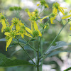 wingstem, yellow ironweed