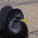 European Starling or  Starling