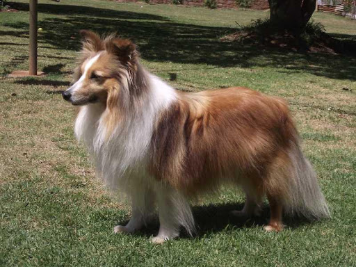 Shetland Sheepdog