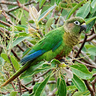 Tiriba-de-Testa-Vermelha (Maroon-bellied Parakeet)