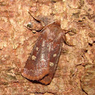 Reddish-speckled Dart