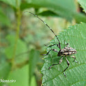 Long-horned beetle