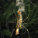 Golden orb weaving spider