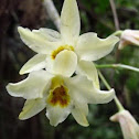 Mountain Orchid