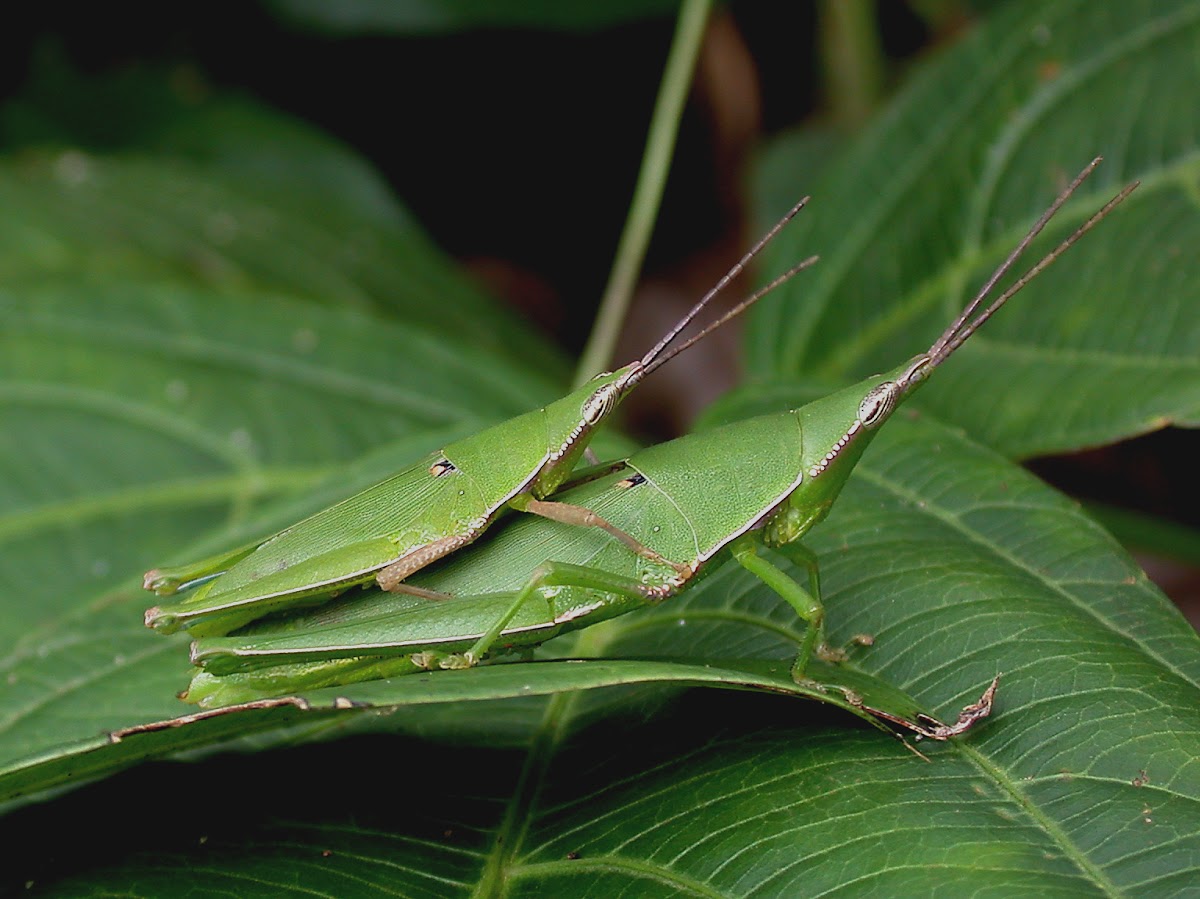 Basewing-spotted Grasshopper