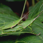 Basewing-spotted Grasshopper