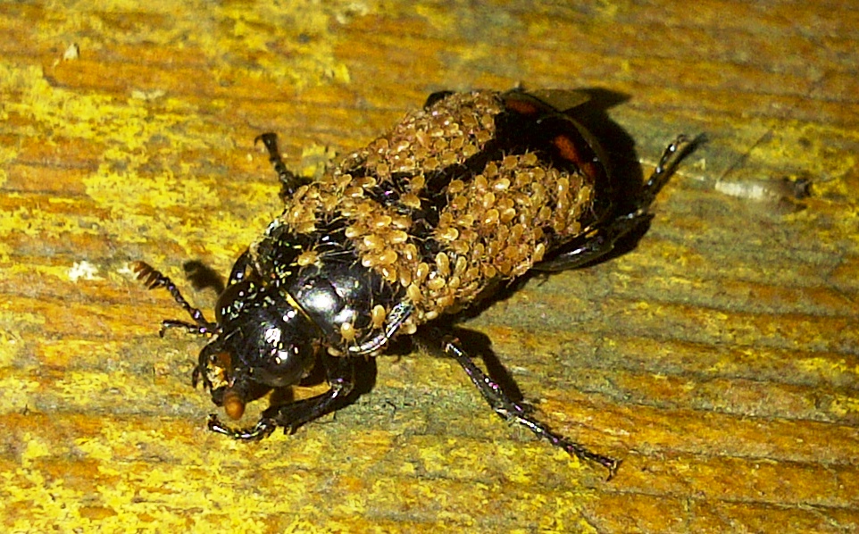 Carrion Beetle with Mites