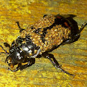 Carrion Beetle with Mites