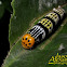 Pale Green Awlet Caterpillar