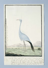 Anthropoides paradisea (Stanleys kraanvogel of Bloukraanvoël in Afrikaans)