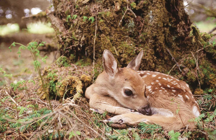 Bambi! Get back to nature in Duplessis (Cote-Nord), Quebec, Canada by joining an eco-tour.