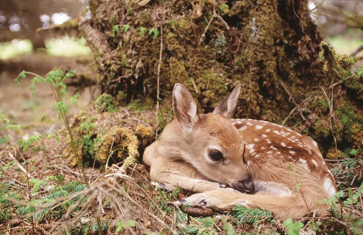 fawn-ecotour-Quebec - Bambi! Get back to nature in Duplessis (Cote-Nord), Quebec, Canada by joining an eco-tour.