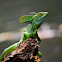 Emerald Basilisk (Jesus Christ Lizard)
