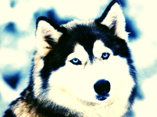 【免費個人化App】Husky Dogs Live Wallpaper-APP點子