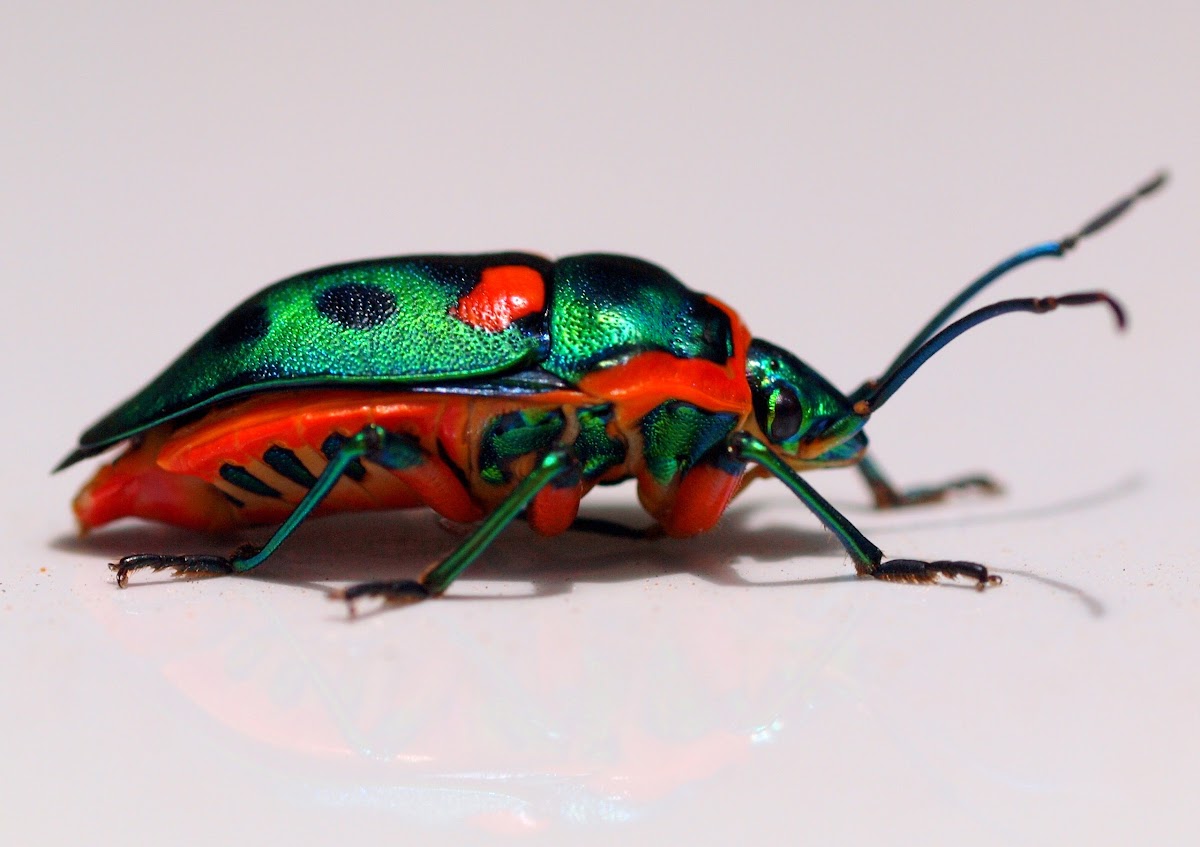 Metallic Jewel Bug