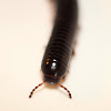 Red-legged millipede (Tsongolollo)