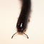 Red-legged millipede (Tsongolollo)